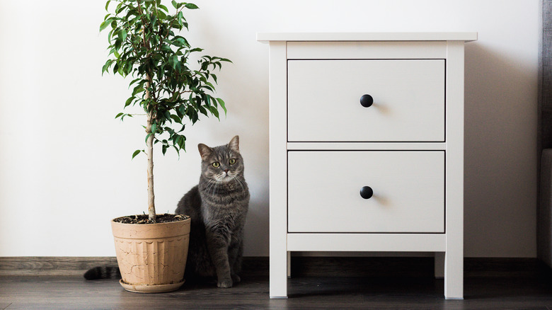 cat with ikea end table