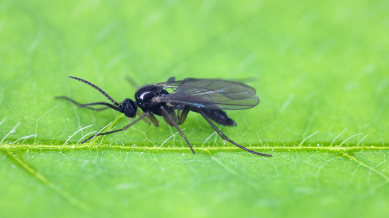 A black fungus gnat on a leaf