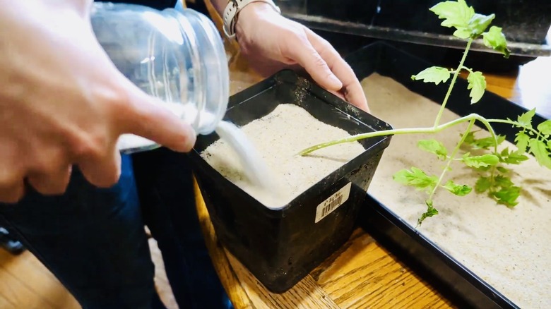 Gardener sprinkles sand on the soil of tomato plants.