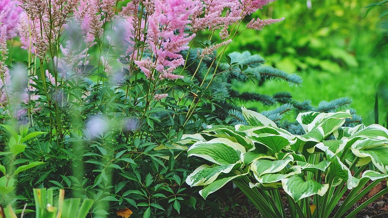 Pink plants and hosta