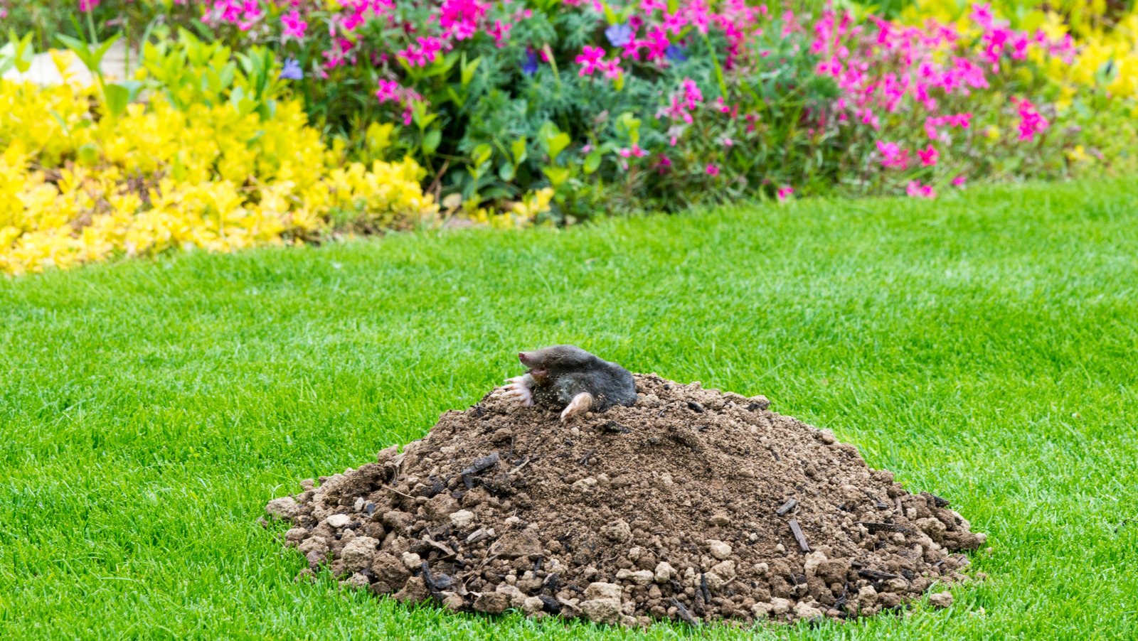 Use This Popular Vegetable To Help Keep Moles Out Of The Yard use-this-popular-vegetable-to-help-keep-moles-out-of-the-yard