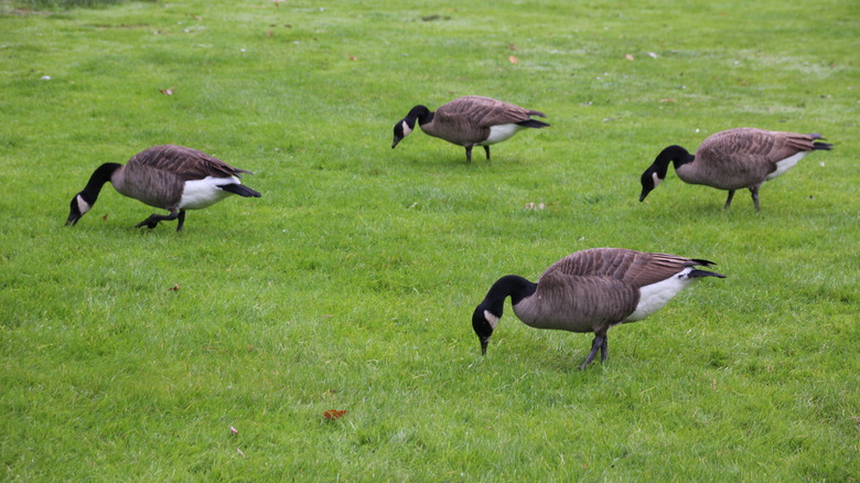 geese in yard