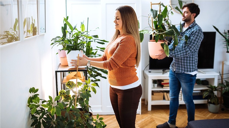 People carrying and placing houseplants
