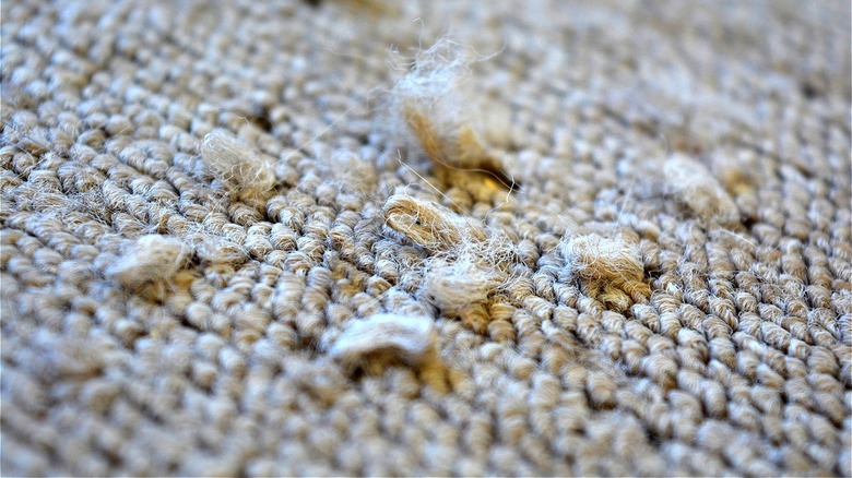Snagged carpet