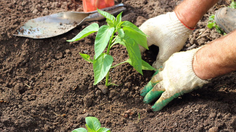 a person planting pepper plants