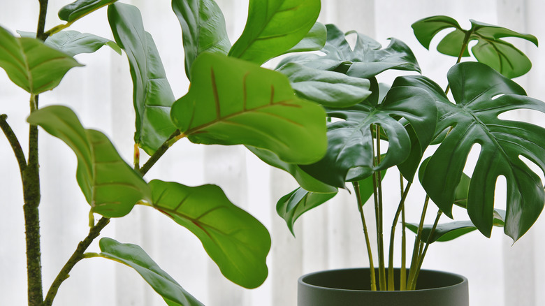 Two fiddle leaf fig plants