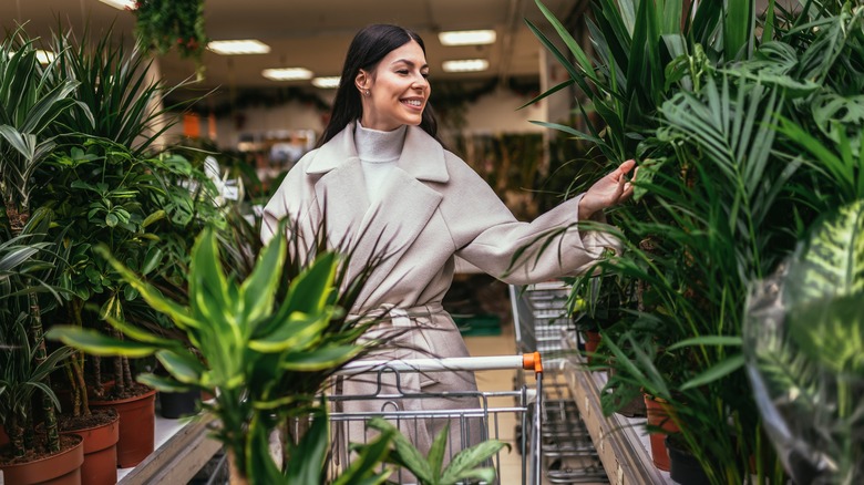 Plants outside Aldi