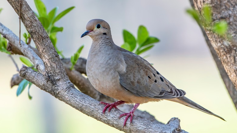 mourning dove in tree
