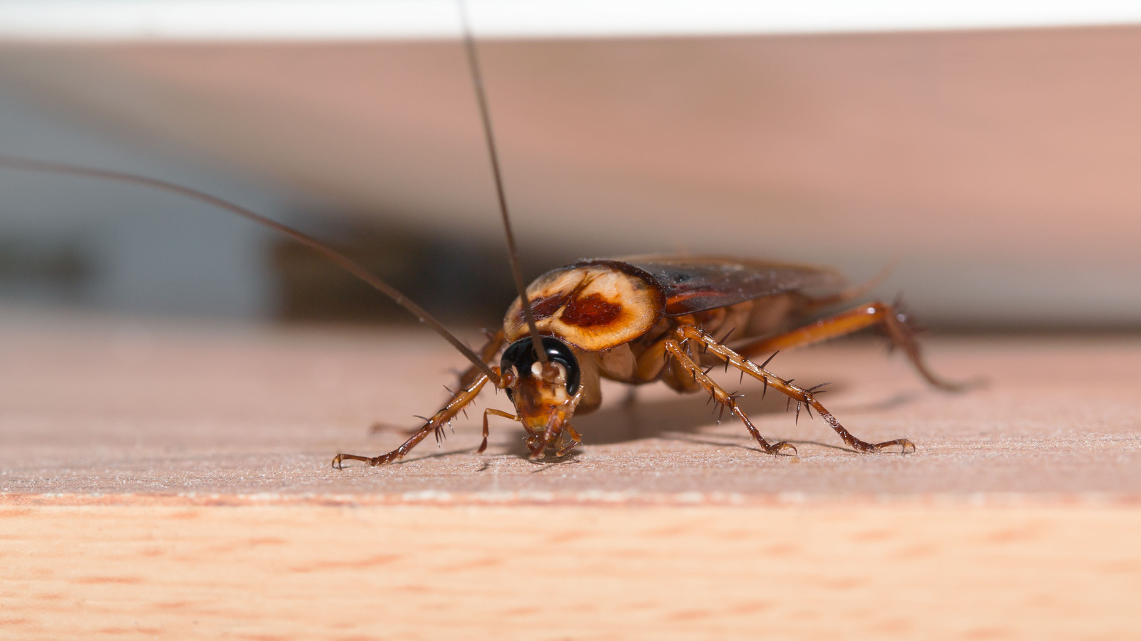 Baby Oil Hack To Get Rid Of Roaches