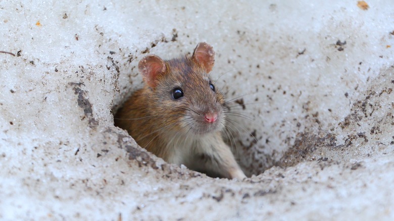 garden cleanup: targeting mice and voles - A Way To Garden