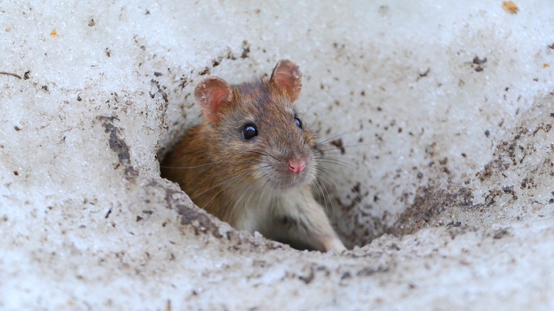 What Kills Rats Instantly? Here's The Trick