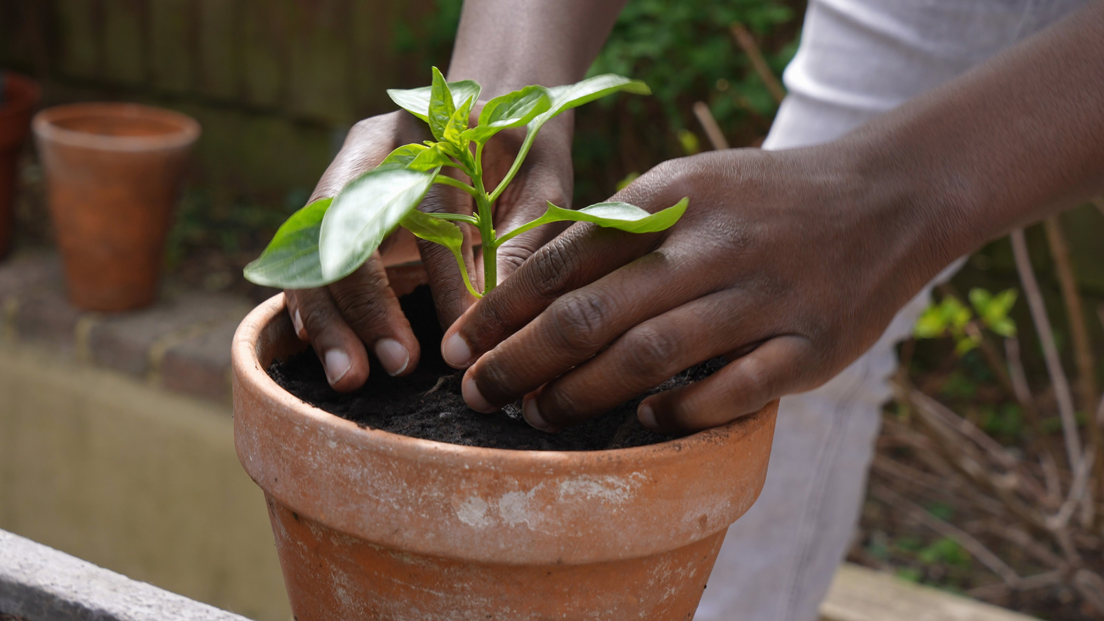 Use Tile Scraps To Keep Your Potted Plants Happy And Thriving