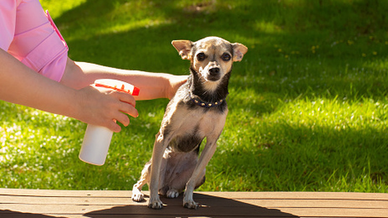 Person spraying a pet dog from a spray bottle