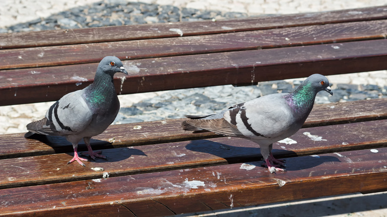 birds and droppings on a bench
