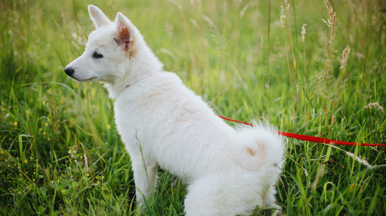 White dog peeing on lawn