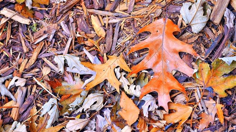 Fall leaves mixed in mulch