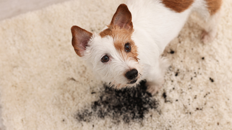 Dog standing over a mud stain on a rug