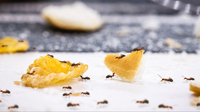 Ants crawl on food on a table.