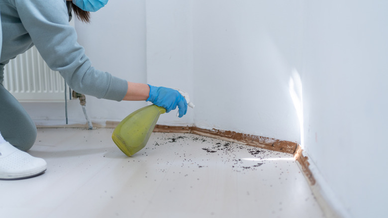 Someone spraying a large amount of ants with an insecticide.