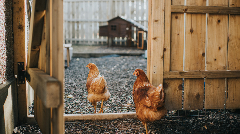 Two light brown chickens walking out of a barn toward a chicken coop on gravel.