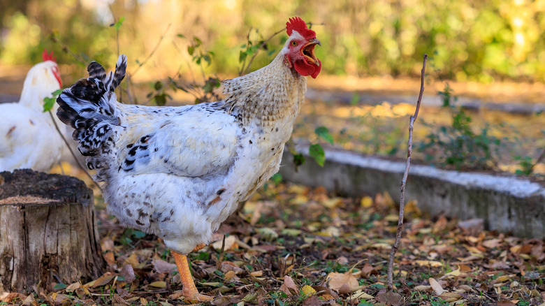 A white and black chicken with it's mouth open standing in a leafy area with another chicken in the background.