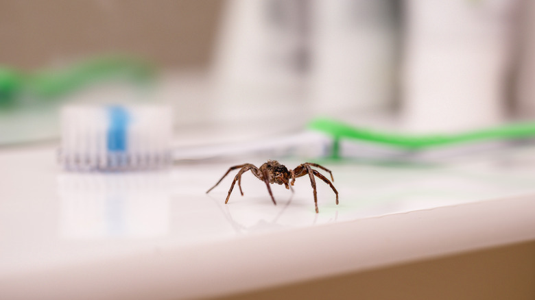 spider near toothbrush