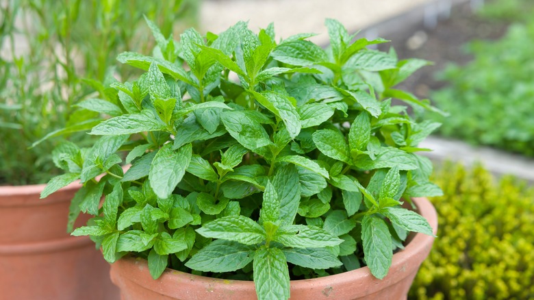 Potted mint plant