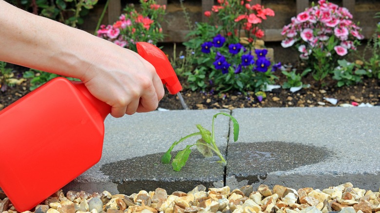 Spraying weed on pathway