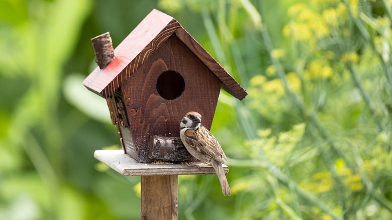 bird sitting on birdhouse