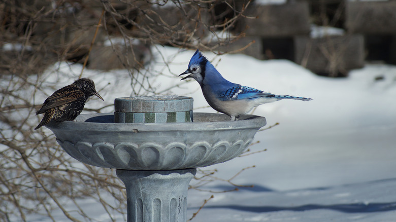 Birds on birdbath in winter