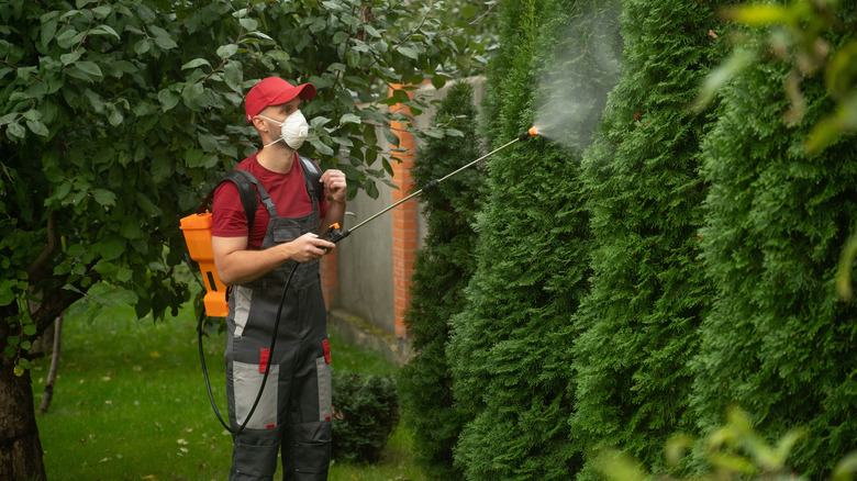 A man spraying a bush with pest repellents