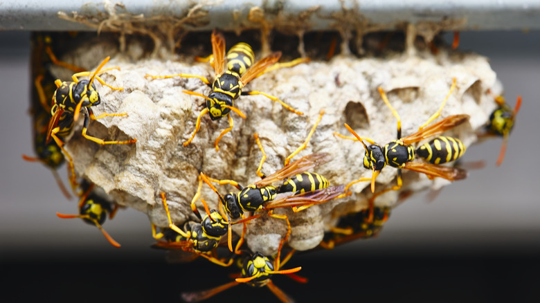 Wasp nest up-close