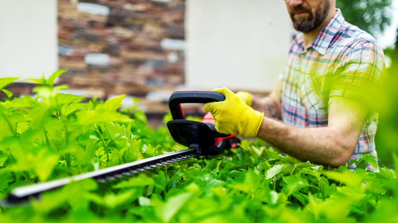 Man trimming hedges near home