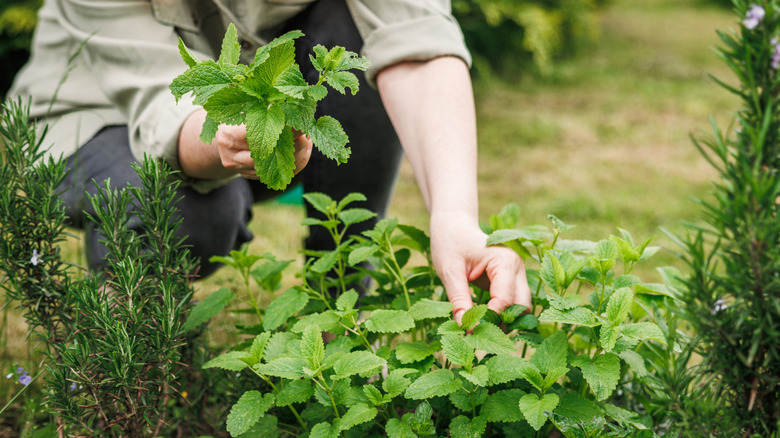 A woman picking herbs in her garden.