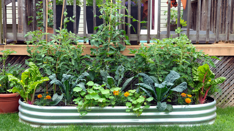 A vibrant raised garden bed in a yard.