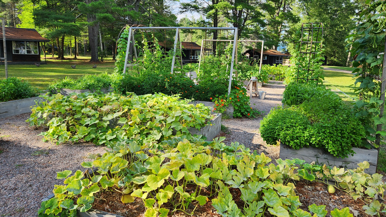 A more structured garden with raised wooden beds and gravel pathways