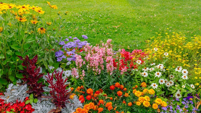 colorful flower garden