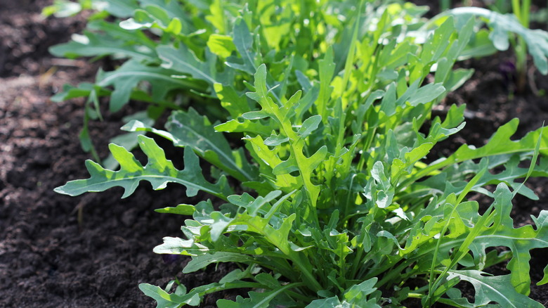 green growing arugula plant