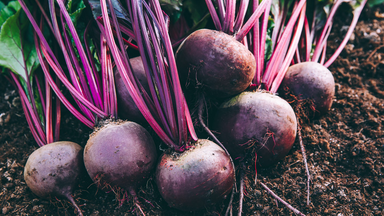 purple beets in garden soil