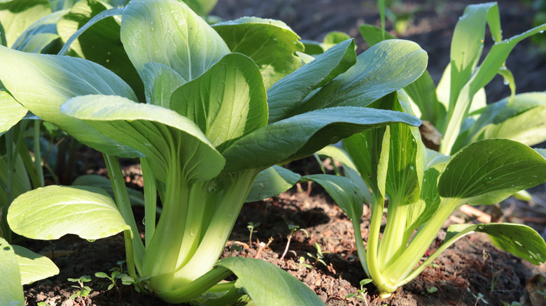 bok choy leaves in shade