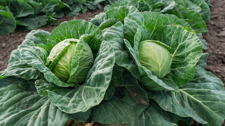 two cabbage heads in garden