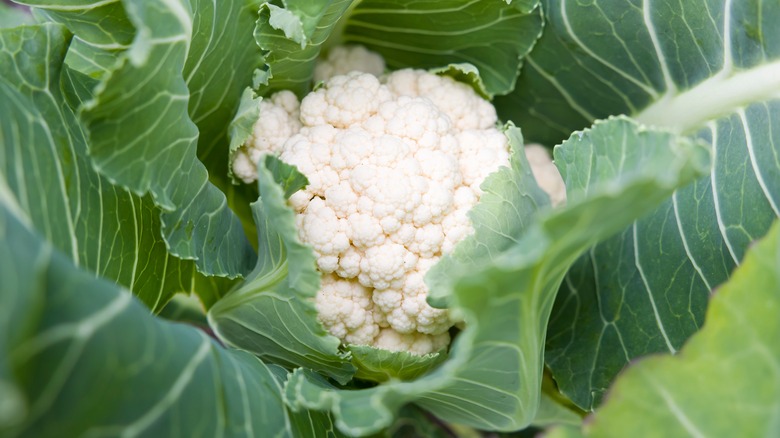 white cauliflower in a garden
