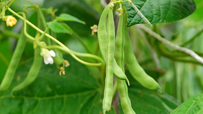 green beans hanging on plant