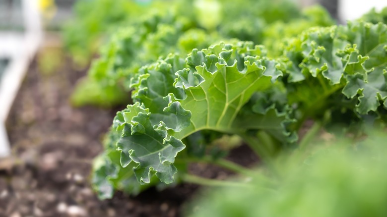 green kale in a garden