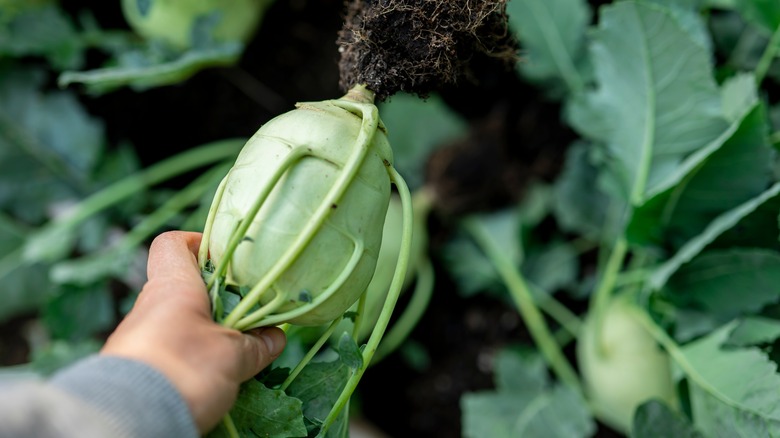 hand holding harvested kohlrabi