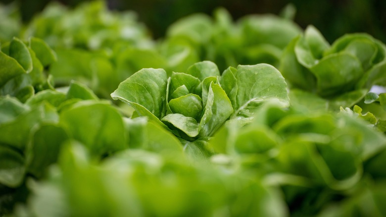 lettuce growing in a garden