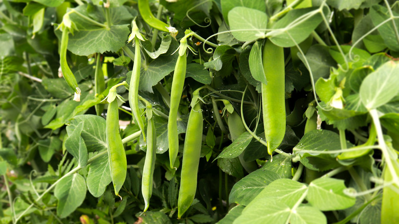 pea pods hanging on plant