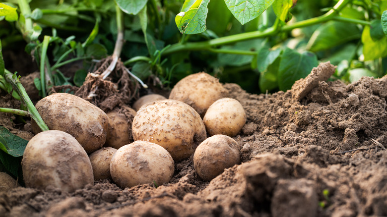 white potatoes in soil