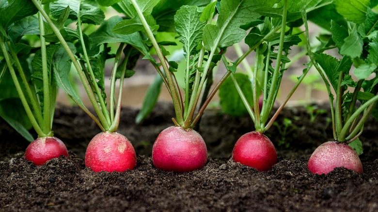 red radishes growing in soil