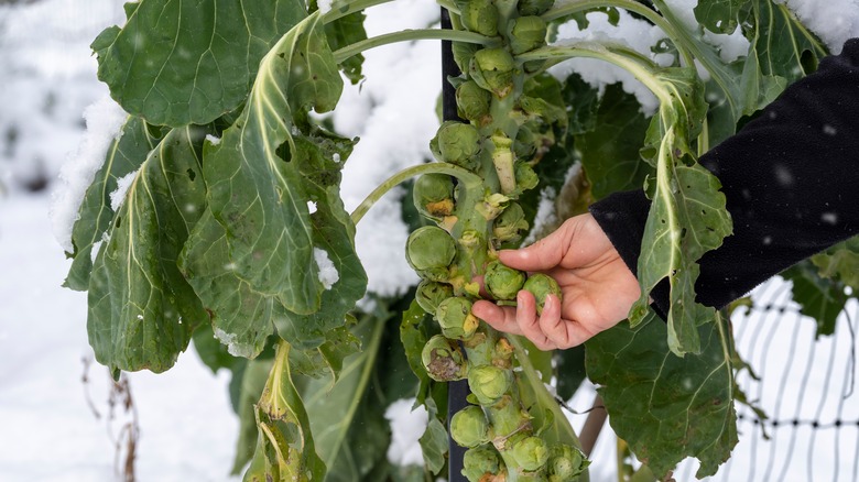 Snow-covered sprouts